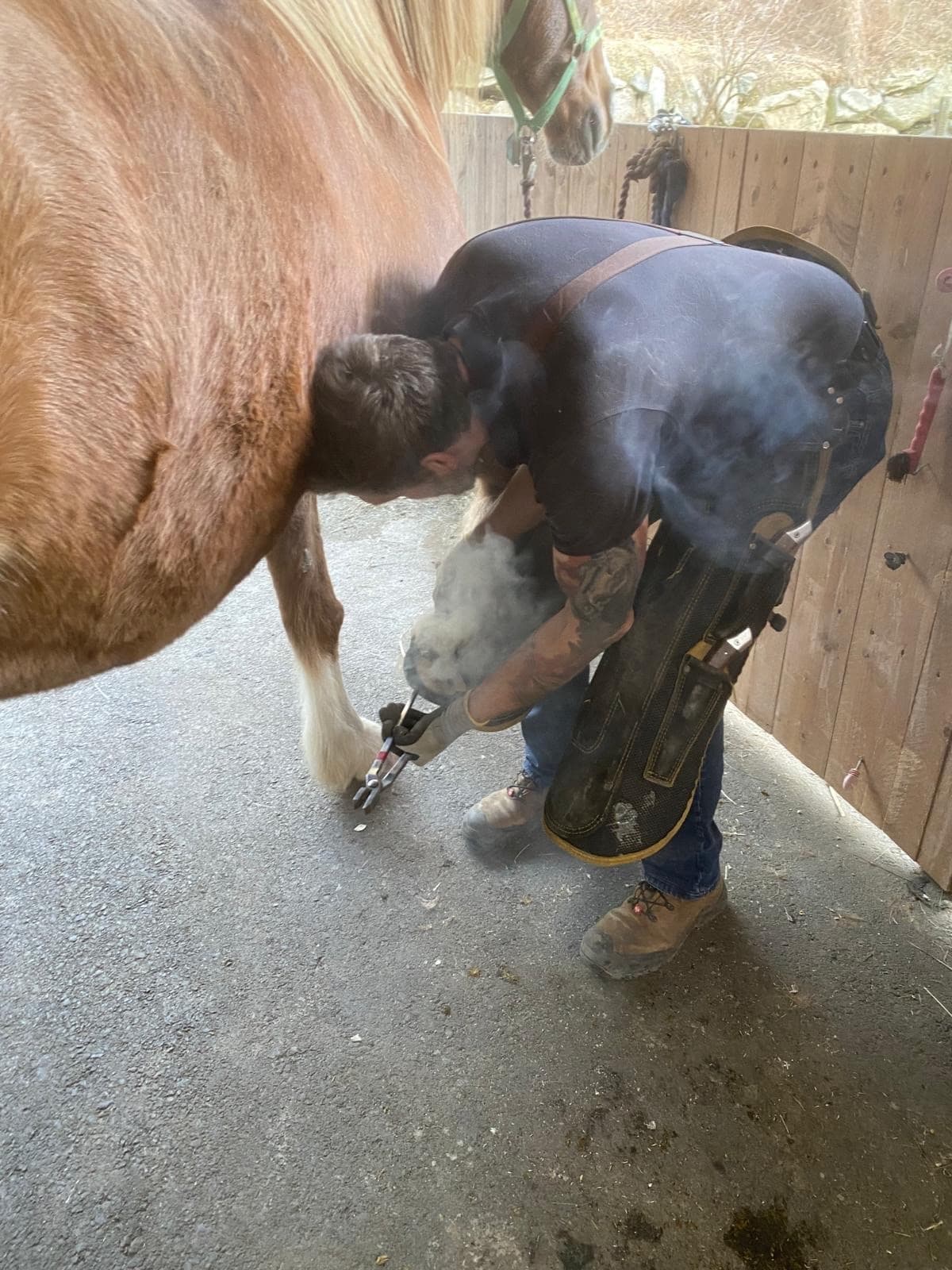 Heißbeschlag am Pferd